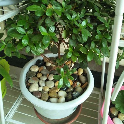 鹅卵石小石子雨花石原石鱼缸造景花盆栽石头五彩石彩色石头图5