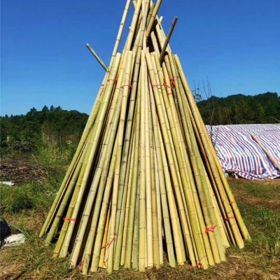 装修白竹竿大棚竹杆竹栅栏竹篱笆干竹子楠竹毛竹竹干白竹图4